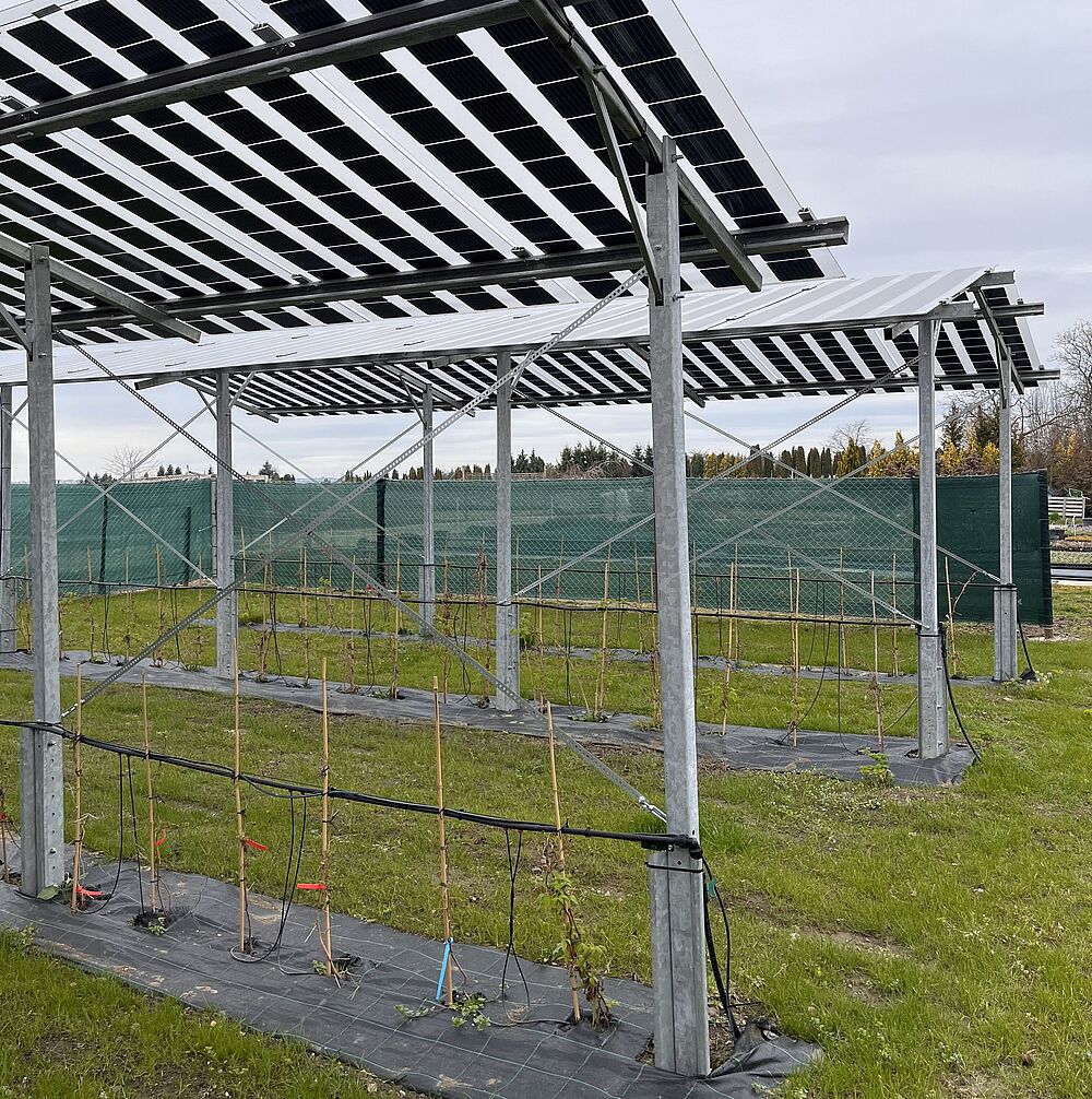 Agrovoltaika nad plodinami